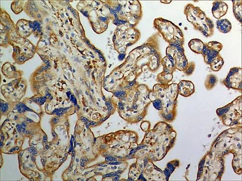 Immunohistochemistry (Formalin/PFA-fixed paraffin-embedded sections) - Anti-Insulin Receptor antibody [MM0414-2A12] (AB90940)