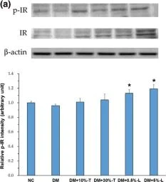 Western blot - Anti-Insulin Receptor beta antibody [C18C4] (AB69508)