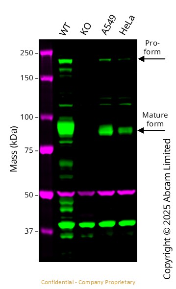 Western blot - Anti-Insulin Receptor beta antibody [EPR22167] (ab227831), expandable thumbnail
