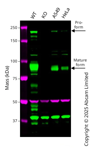 Western blot - Anti-Insulin Receptor beta antibody [EPR22167] (AB227831)