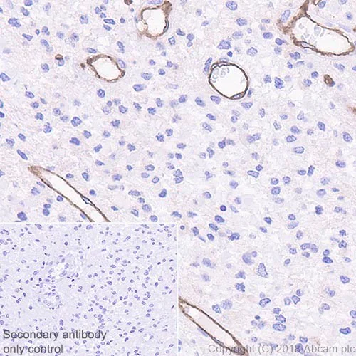 Immunohistochemistry (Formalin/PFA-fixed paraffin-embedded sections) - Anti-Insulin Receptor beta antibody [EPR22167] - BSA and Azide free (AB236764)