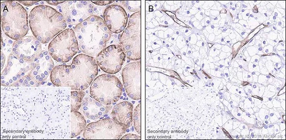 Immunohistochemistry (Formalin/PFA-fixed paraffin-embedded sections) - Anti-Insulin Receptor beta antibody [EPR22167] - BSA and Azide free (AB236764)