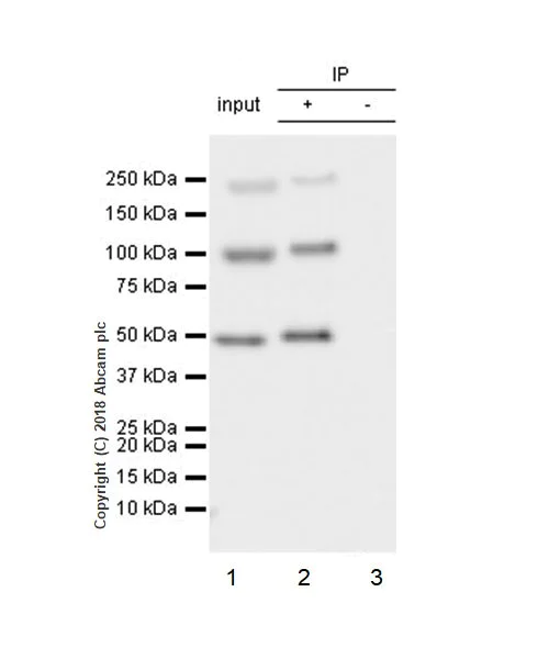Immunoprecipitation - Anti-Insulin Receptor beta antibody [EPR22167] - BSA and Azide free (AB236764)