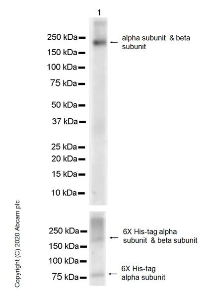 Western blot - Anti-Insulin Receptor beta antibody [EPR23566-103] (AB278100)