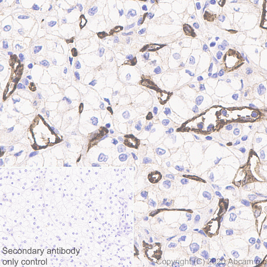 Immunohistochemistry (Formalin/PFA-fixed paraffin-embedded sections) - Anti-Insulin Receptor beta antibody [EPR23566-103] - BSA and Azide free (AB278104), expandable thumbnail
