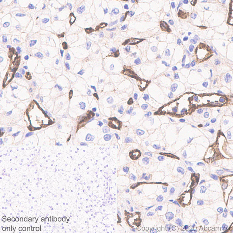 Immunohistochemistry (Formalin/PFA-fixed paraffin-embedded sections) - Anti-Insulin Receptor beta antibody [EPR23566-103] - BSA and Azide free (AB278104)