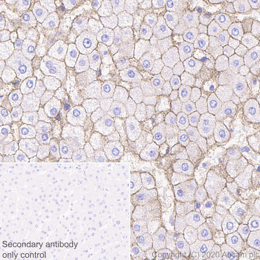 Immunohistochemistry (Formalin/PFA-fixed paraffin-embedded sections) - Anti-Insulin Receptor beta antibody [EPR23566-103] - BSA and Azide free (AB278104), expandable thumbnail