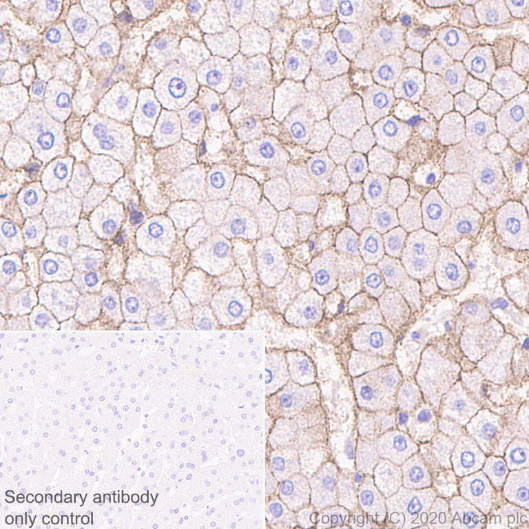 Immunohistochemistry (Formalin/PFA-fixed paraffin-embedded sections) - Anti-Insulin Receptor beta antibody [EPR23566-103] - BSA and Azide free (AB278104)