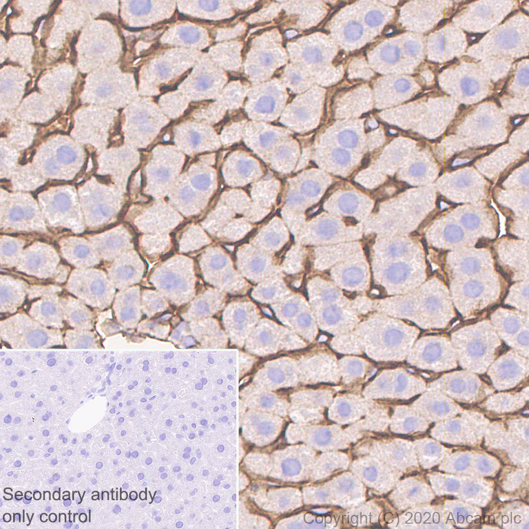 Immunohistochemistry (Formalin/PFA-fixed paraffin-embedded sections) - Anti-Insulin Receptor beta antibody [EPR23566-103] - BSA and Azide free (AB278104)
