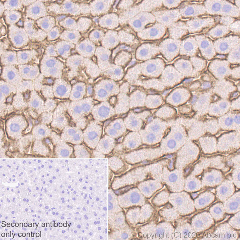 Immunohistochemistry (Formalin/PFA-fixed paraffin-embedded sections) - Anti-Insulin Receptor beta antibody [EPR23566-103] - BSA and Azide free (AB278104)