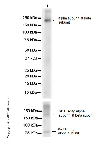 Western blot - Anti-Insulin Receptor beta antibody [EPR23566-103] - BSA and Azide free (ab278104), expandable thumbnail