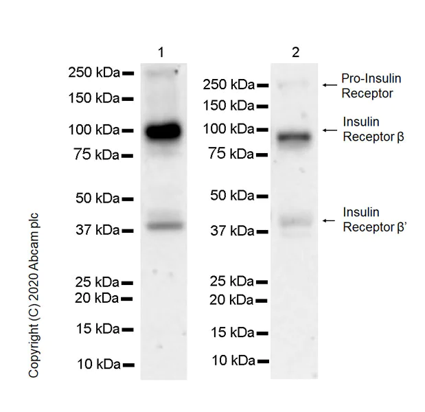 Western blot - Anti-Insulin Receptor beta antibody [EPR23566-103] - BSA and Azide free (AB278104)