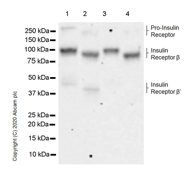 Western blot - Anti-Insulin Receptor beta antibody [EPR23566-103] - BSA and Azide free (AB278104)