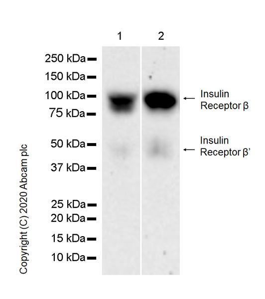 Western blot - Anti-Insulin Receptor beta antibody [EPR23566-103] - BSA and Azide free (AB278104), expandable thumbnail