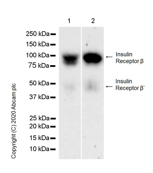 Western blot - Anti-Insulin Receptor beta antibody [EPR23566-103] - BSA and Azide free (AB278104)