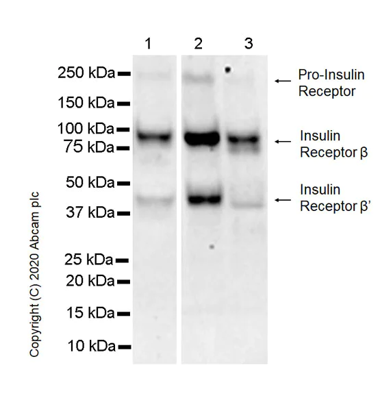 Western blot - Anti-Insulin Receptor beta antibody [EPR23566-103] - BSA and Azide free (AB278104)