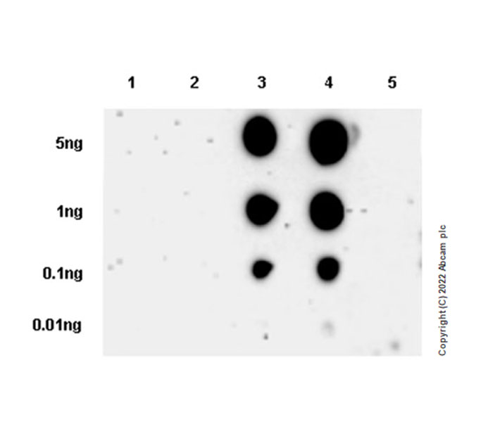 Dot Blot - Anti-Insulin Receptor beta (phospho Y1361) antibody [EPR26130-37] - BSA and Azide free (AB303493), expandable thumbnail