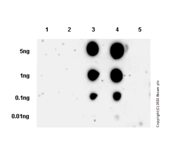Dot Blot - Anti-Insulin Receptor beta (phospho Y1361) antibody [EPR26130-37] - BSA and Azide free (AB303493)