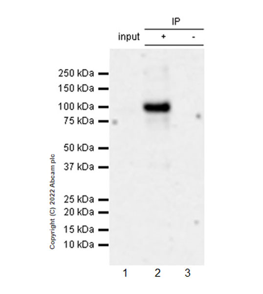 Immunoprecipitation - Anti-Insulin Receptor beta (phospho Y1361) antibody [EPR26130-37] - BSA and Azide free (AB303493), expandable thumbnail