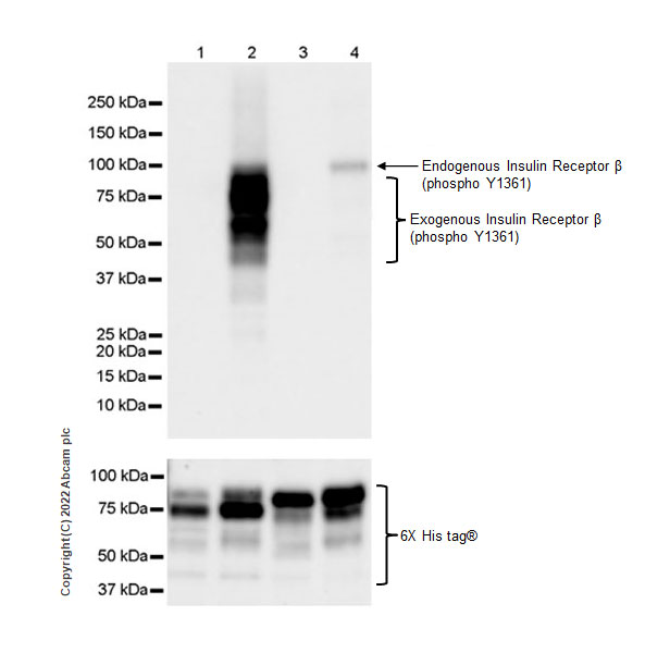 Western blot - Anti-Insulin Receptor beta (phospho Y1361) antibody [EPR26130-37] - BSA and Azide free (AB303493), expandable thumbnail