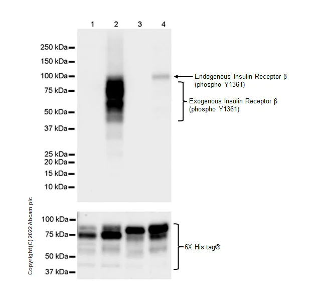 Western blot - Anti-Insulin Receptor beta (phospho Y1361) antibody [EPR26130-37] - BSA and Azide free (AB303493)