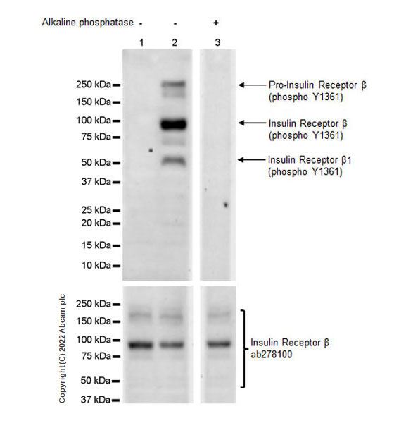 Western blot - Anti-Insulin Receptor beta (phospho Y1361) antibody [EPR26130-37] - BSA and Azide free (ab303493), expandable thumbnail