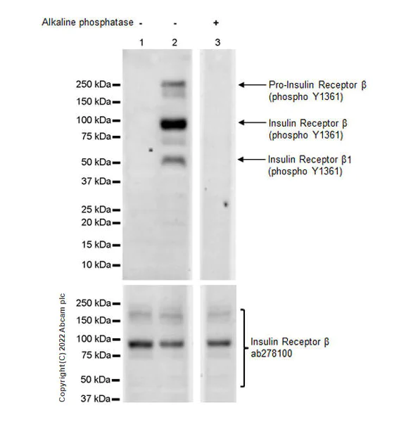 Western blot - Anti-Insulin Receptor beta (phospho Y1361) antibody [EPR26130-37] - BSA and Azide free (AB303493)