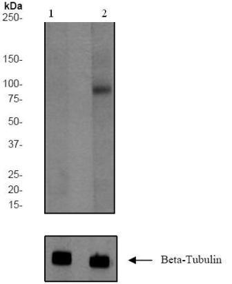 Western blot - Anti-Insulin Receptor (phospho Y1185) antibody [EP351(2)Y] (AB62321), expandable thumbnail