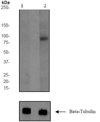 Western blot - Anti-Insulin Receptor (phospho Y1185) antibody [EP351(2)Y] - BSA and Azide free (AB247350)