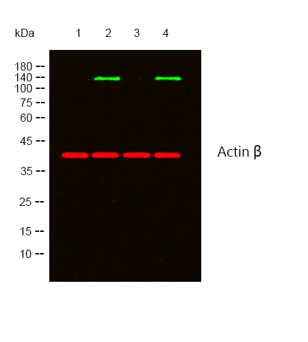 Western blot - Anti-Insulin Receptor (phospho Y1361) antibody (AB60946)