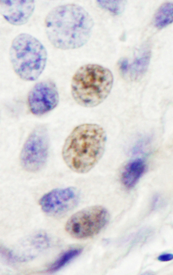 Immunohistochemistry (Formalin/PFA-fixed paraffin-embedded sections) - Anti-INT4 antibody (AB75253)