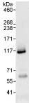 Immunoprecipitation - Anti-INT4 antibody (AB75253)