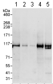 Western blot - Anti-INT4 antibody (AB75253)