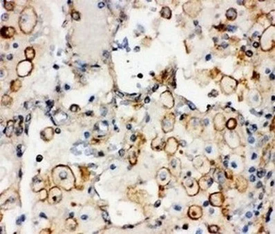Immunohistochemistry (Formalin/PFA-fixed paraffin-embedded sections) - Anti-Integrin alpha 1 antibody - C-terminal (AB181434)