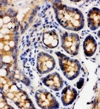 Immunohistochemistry (Formalin/PFA-fixed paraffin-embedded sections) - Anti-Integrin alpha 1 antibody - C-terminal (AB181434)