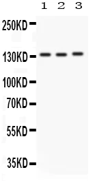 Western blot - Anti-Integrin alpha 1 antibody - C-terminal (AB181434)