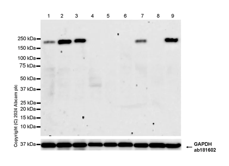 Western blot - Anti-Integrin alpha 1 antibody [EPR27291-17] (AB317553)
