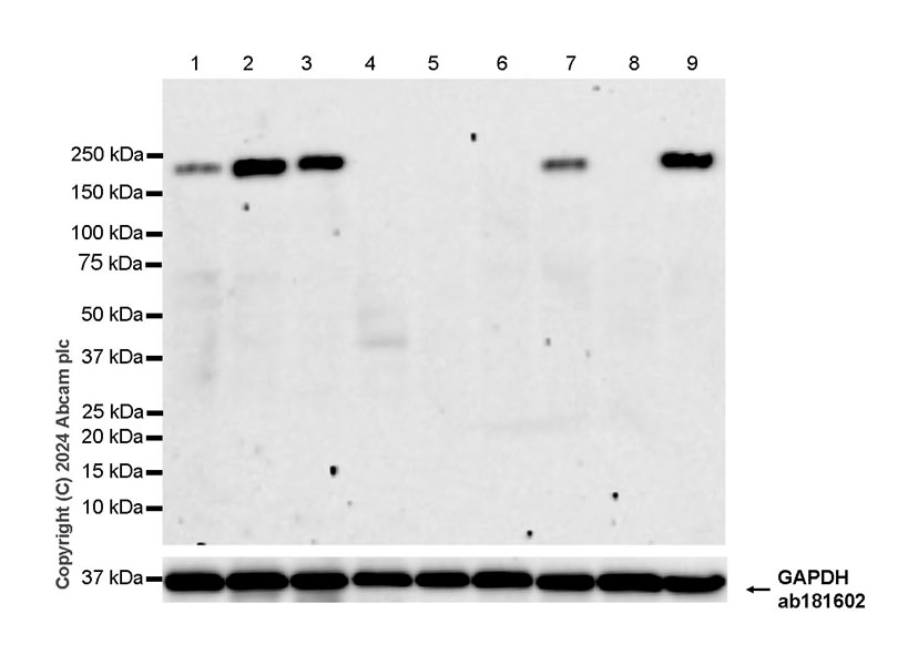 Western blot - Anti-Integrin alpha 1 antibody [EPR27291-17] - BSA and Azide free (AB317554), expandable thumbnail