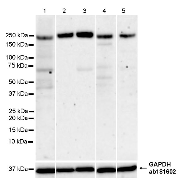 Western blot - Anti-Integrin alpha 1 antibody [EPR27291-17] - BSA and Azide free (AB317554), expandable thumbnail