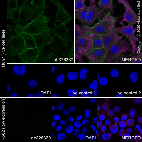 Immunocytochemistry/ Immunofluorescence - Anti-Integrin alpha 1/CD49a antibody [EPR30388-592] - BSA and Azide free (AB326330)