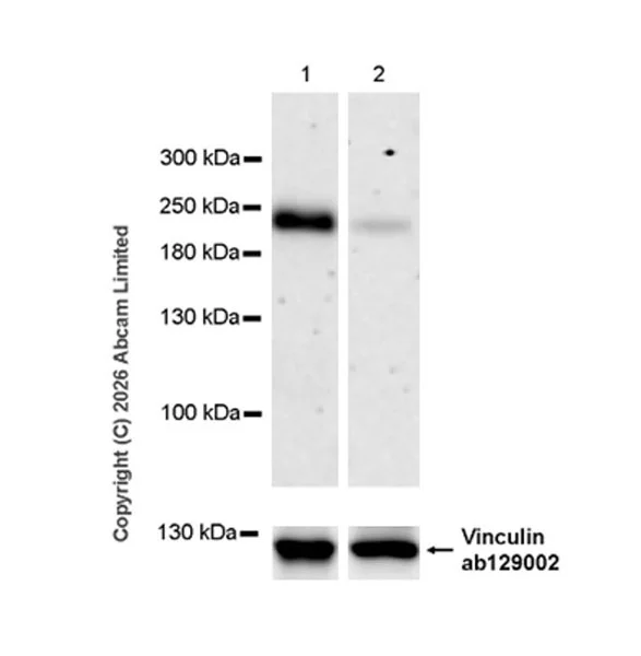 Western blot - Anti-Integrin alpha 1/CD49a antibody [EPR30388-592] - BSA and Azide free (AB326330)