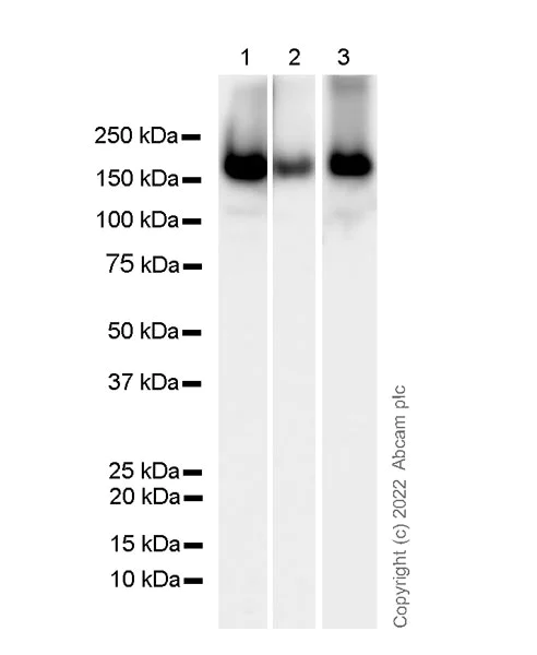 Western blot - Anti-Integrin alpha 2 antibody [2/CD49b] (AB300628)