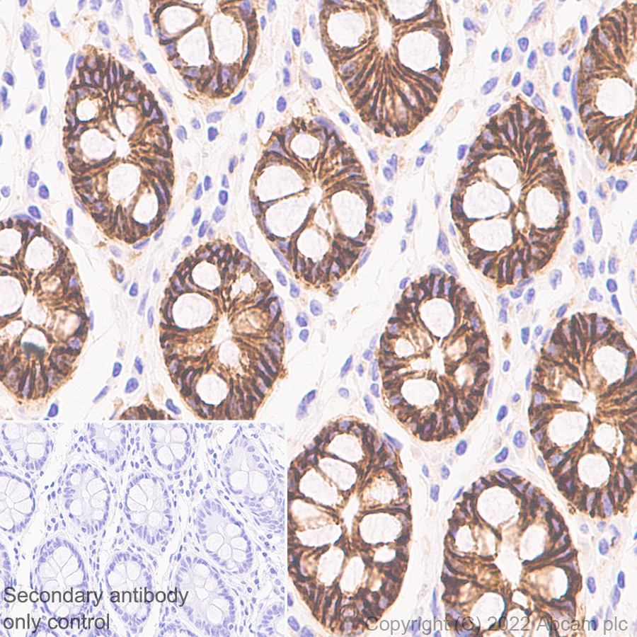 Immunohistochemistry (Formalin/PFA-fixed paraffin-embedded sections) - Anti-Integrin alpha 2 antibody [2/CD49b] - BSA and Azide free (AB300629), expandable thumbnail