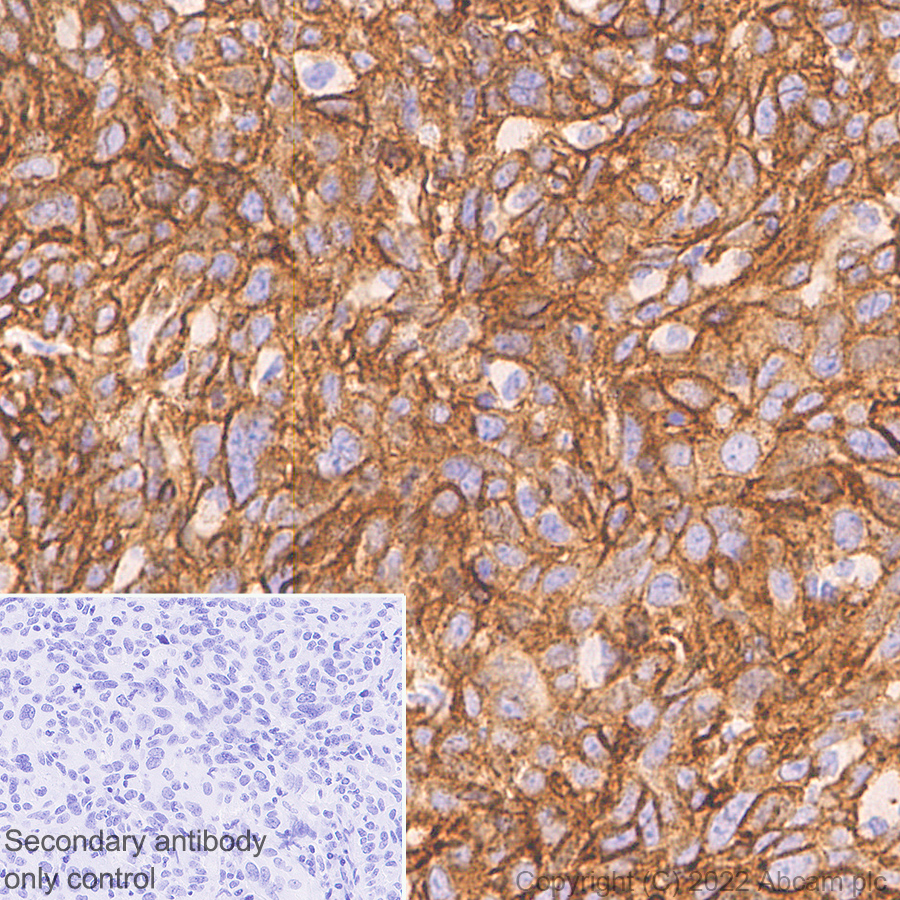 Immunohistochemistry (Formalin/PFA-fixed paraffin-embedded sections) - Anti-Integrin alpha 2 antibody [2/CD49b] - BSA and Azide free (AB300629), expandable thumbnail