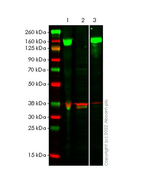 Western blot - Anti-Integrin alpha 2 antibody [2/CD49b] - BSA and Azide free (AB300629), expandable thumbnail