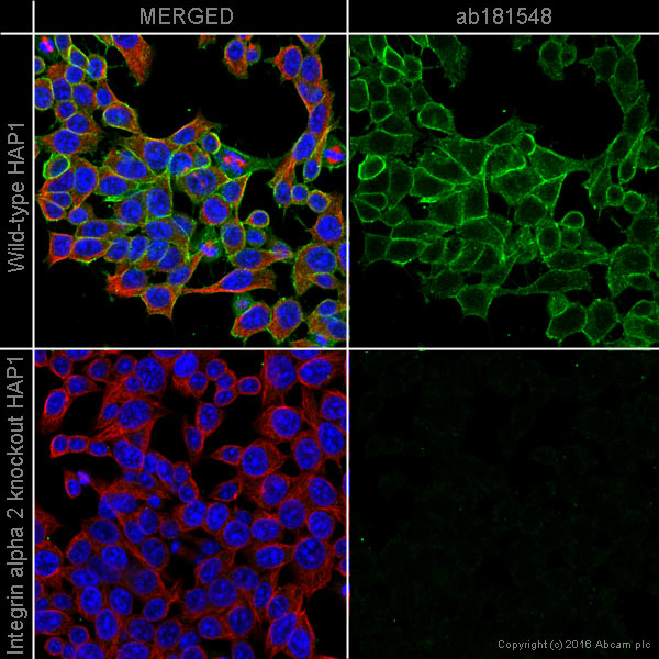 Immunocytochemistry/ Immunofluorescence - Anti-Integrin alpha 2 antibody [EPR17338] - BSA and Azide free (AB271936), expandable thumbnail