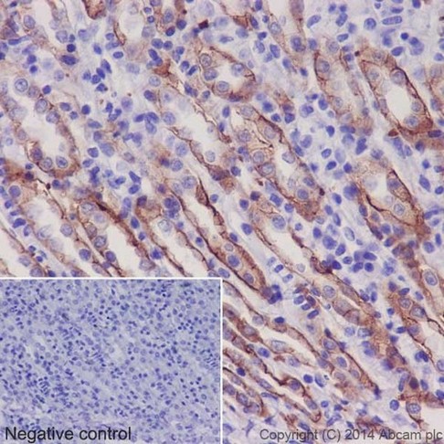Immunohistochemistry (Formalin/PFA-fixed paraffin-embedded sections) - Anti-Integrin alpha 2 antibody [EPR17338] - BSA and Azide free (AB271936), expandable thumbnail