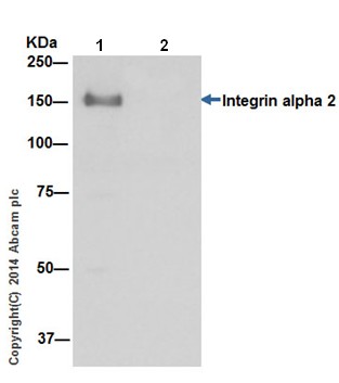 Immunoprecipitation - Anti-Integrin alpha 2 antibody [EPR17338] - BSA and Azide free (ab271936), expandable thumbnail