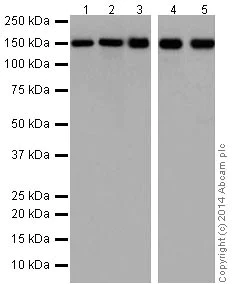 Western blot - Anti-Integrin alpha 2 antibody [EPR17338] - C-terminal (AB181548)