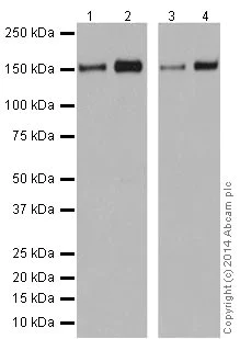 Western blot - Anti-Integrin alpha 2 antibody [EPR17338] - C-terminal (AB181548)